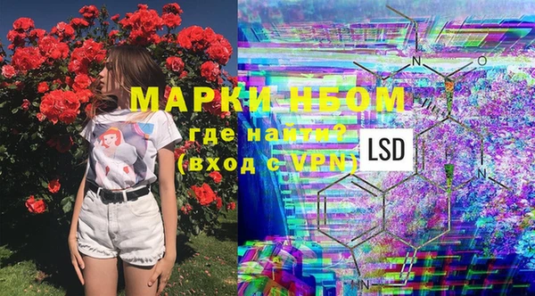 сатива Новозыбков
