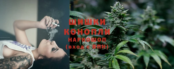 сатива Новокубанск