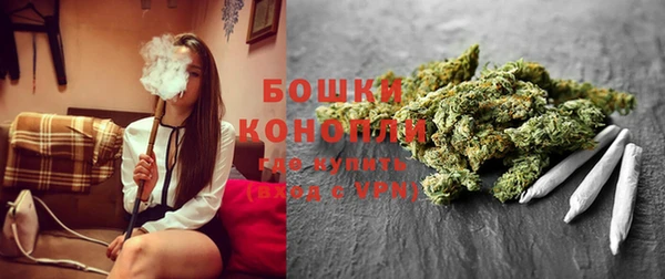 сатива Новозыбков