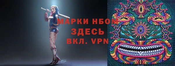сатива Новозыбков